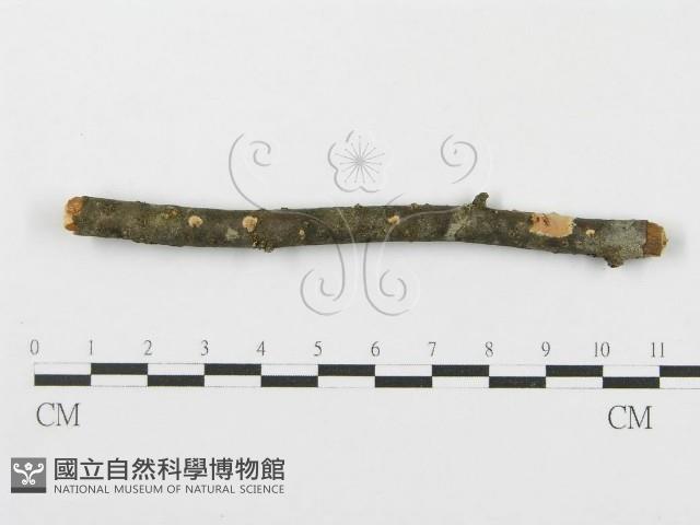 登錄號:F0012086藏品圖，第4張