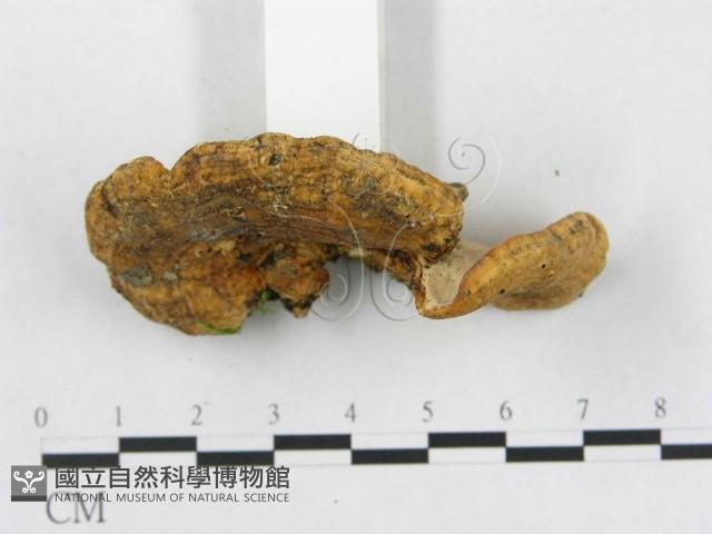 登錄號:F0019086藏品圖，第4張