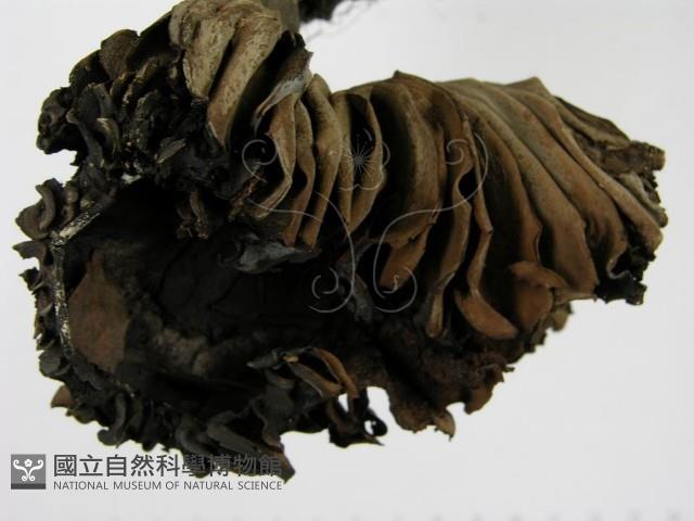 登錄號:F0014386藏品圖，第4張