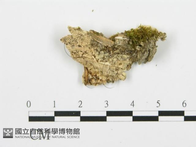 登錄號:F0017386藏品圖，第4張