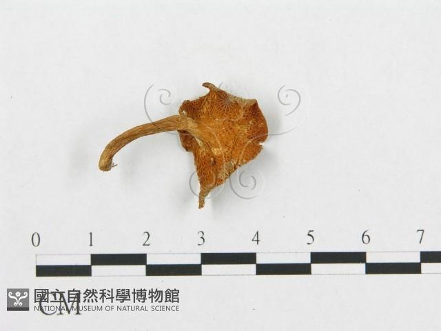 登錄號:F0012291藏品圖，第4張