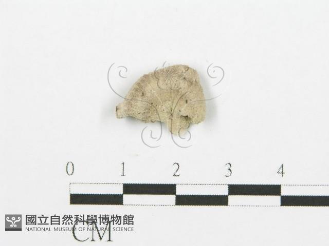 裂褶菌藏品圖，第4張
