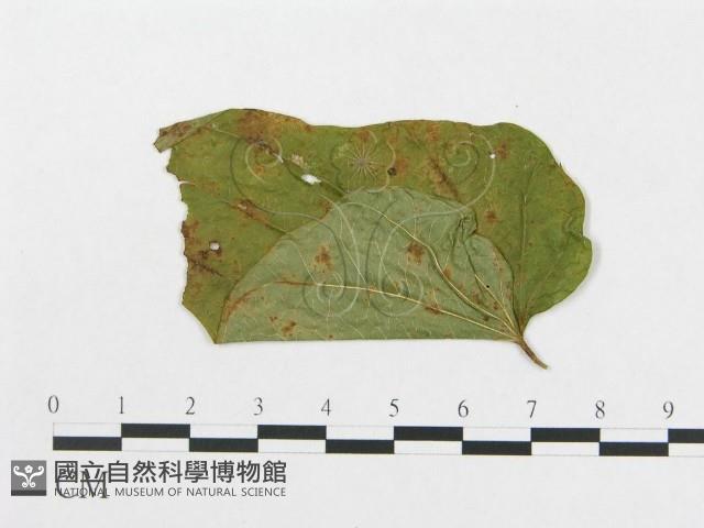 登錄號:F0019291藏品圖，第4張