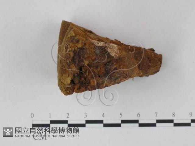 木層孔菌屬藏品圖，第4張