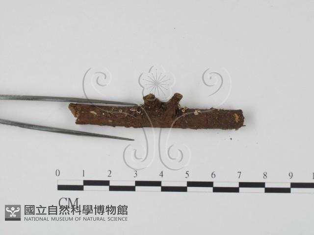 登錄號:F0013891藏品圖，第4張