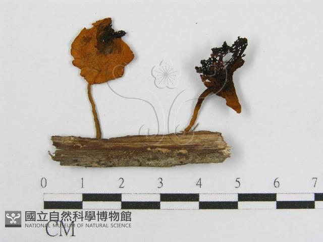 登錄號:F0010991藏品圖，第4張