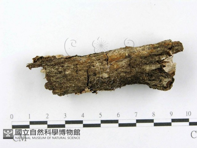 射脈菌屬藏品圖，第4張