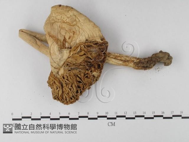 登錄號:F0012991藏品圖，第4張