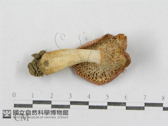 紅菇屬藏品圖，第4張