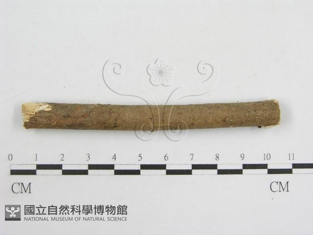 登錄號:F0010691藏品圖，第4張