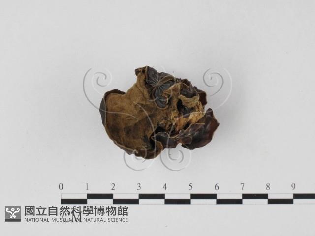 毛木耳藏品圖，第4張