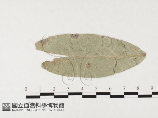 登錄號:F0026491藏品圖，第4張