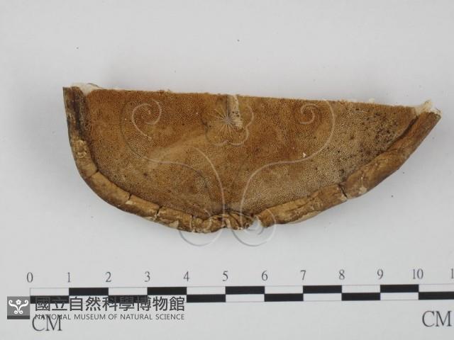 登錄號:F0016491藏品圖，第4張