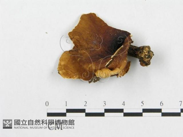 登錄號:F0017491藏品圖，第4張