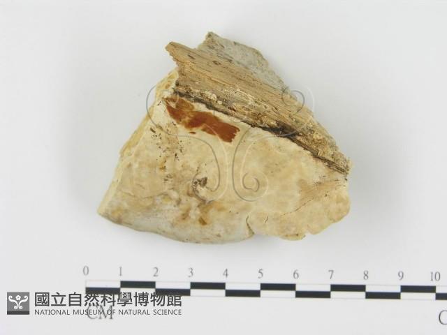 松生擬層孔菌藏品圖，第4張