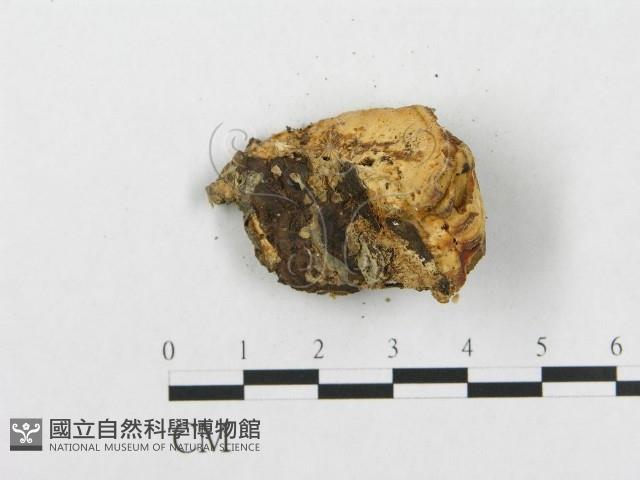 登錄號:F0010791藏品圖，第4張