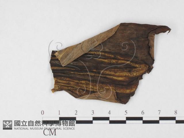 登錄號:F0026791藏品圖，第4張