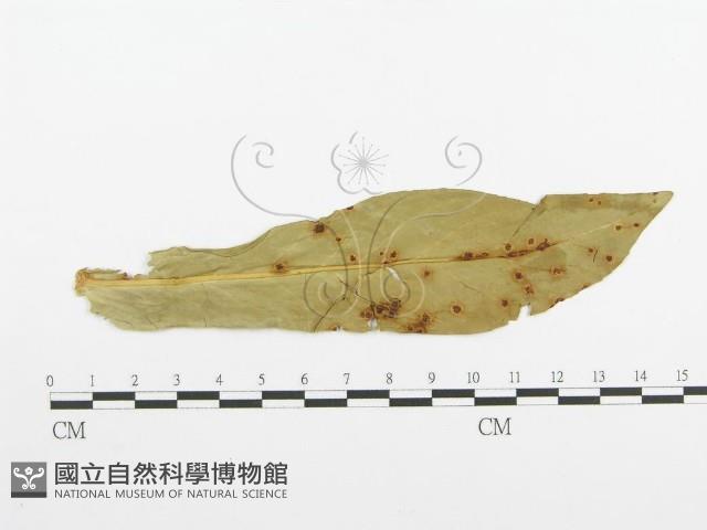 登錄號:F0011791藏品圖，第4張