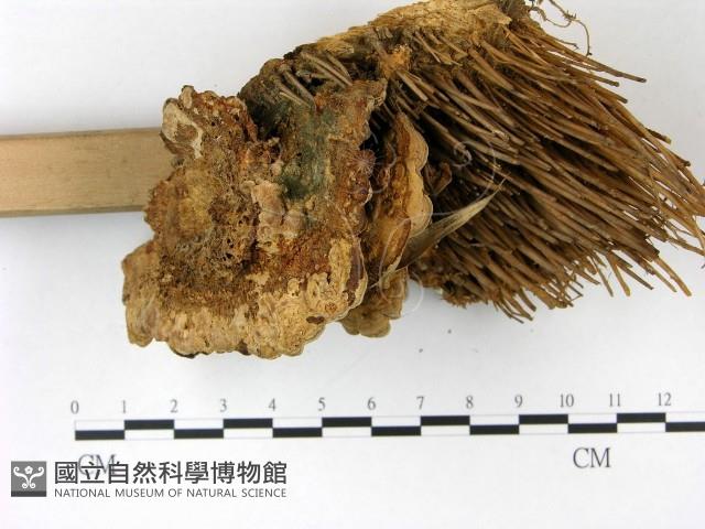 登錄號:F0022791藏品圖，第4張