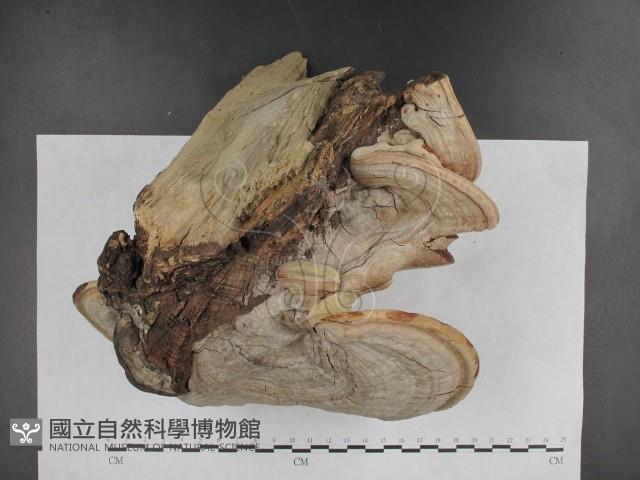 登錄號:F0009791藏品圖，第4張