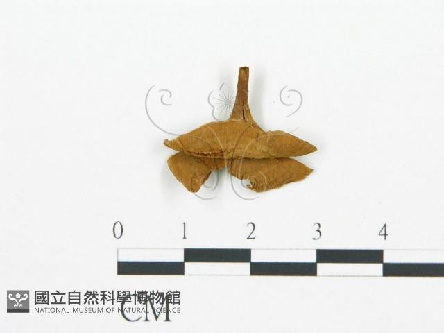登錄號:F0019791藏品圖，第4張