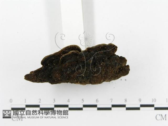 登錄號:F0010591藏品圖，第4張