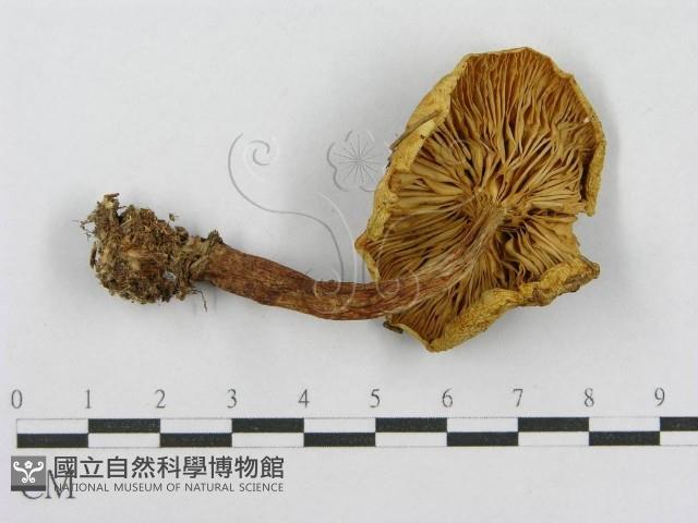 登錄號:F0016191藏品圖，第4張