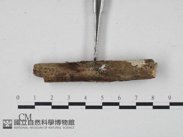 登錄號:F0017191藏品圖，第4張