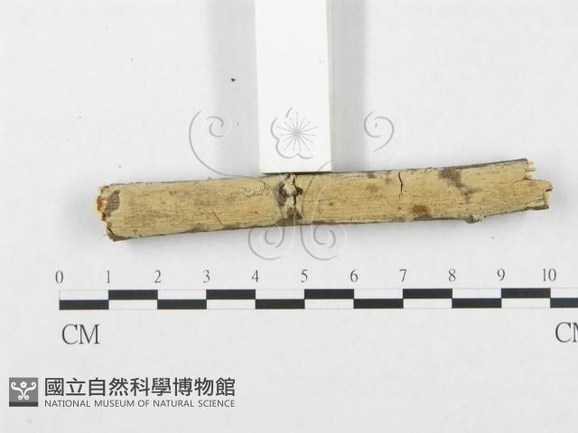 銳岩菌屬藏品圖，第4張