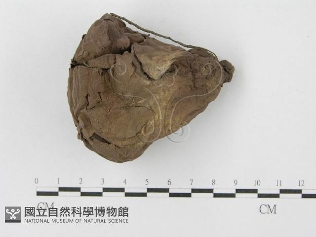 紫色禿馬勃藏品圖，第4張