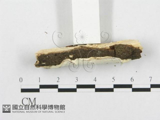 骨皮菌屬藏品圖，第4張