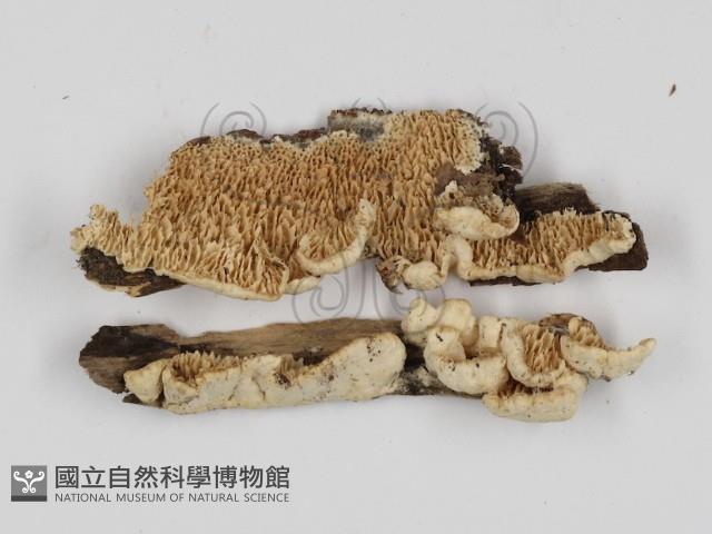 登錄號:F0017391藏品圖，第4張