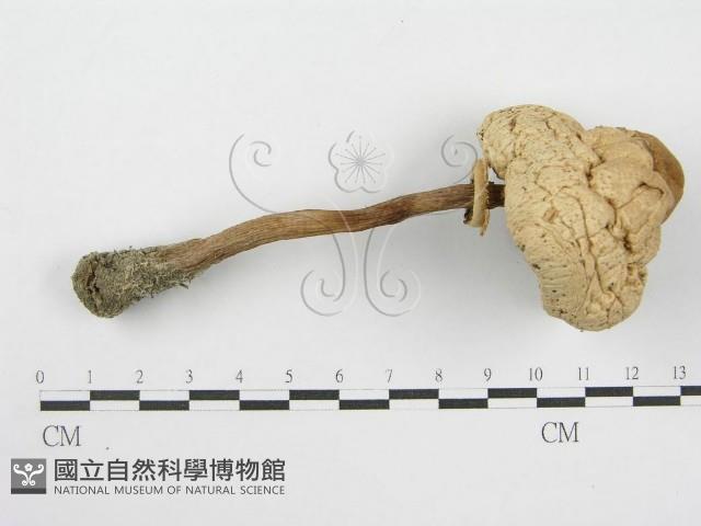 登錄號:F0003391藏品圖，第4張