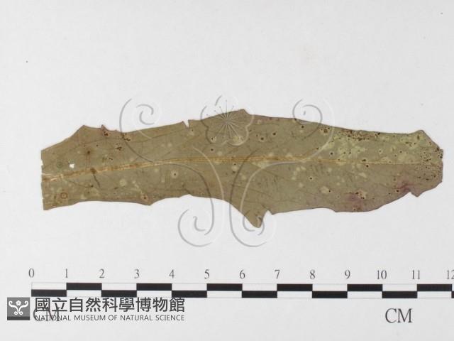 登錄號:F0026281藏品圖，第4張