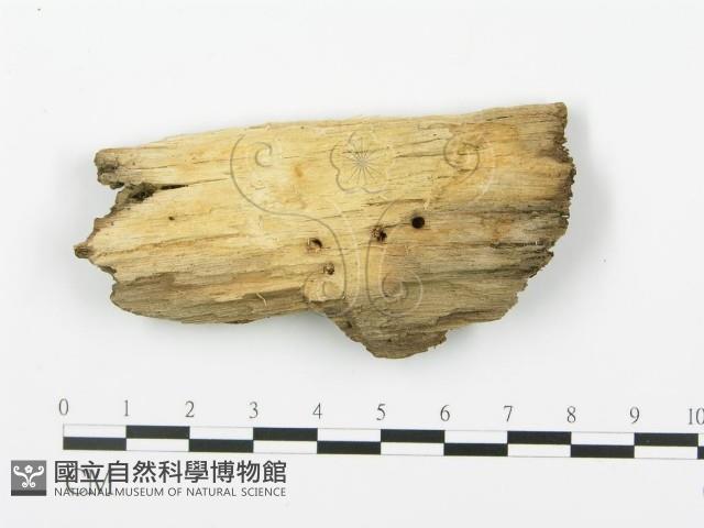 登錄號:F0017281藏品圖，第4張