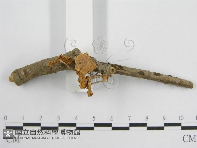微皮傘屬藏品圖，第4張