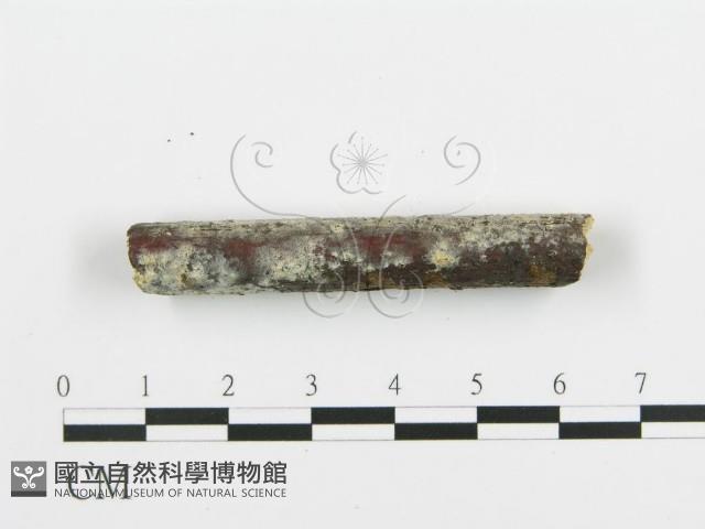 阿太菌屬藏品圖，第4張