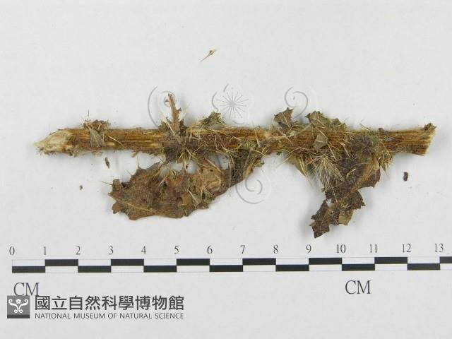 登錄號:F0019281藏品圖，第4張