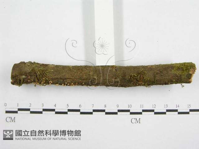微皮傘屬藏品圖，第4張