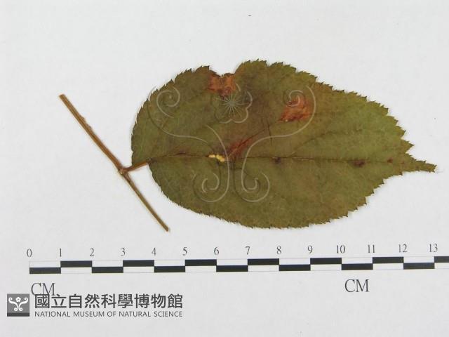 登錄號:F0018981藏品圖，第4張