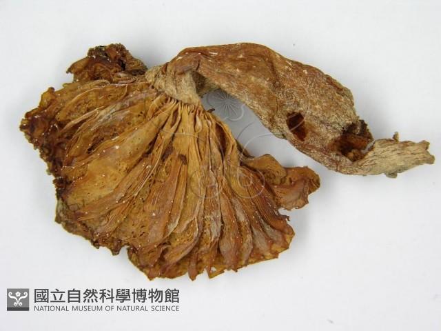 登錄號:F0010981藏品圖，第4張