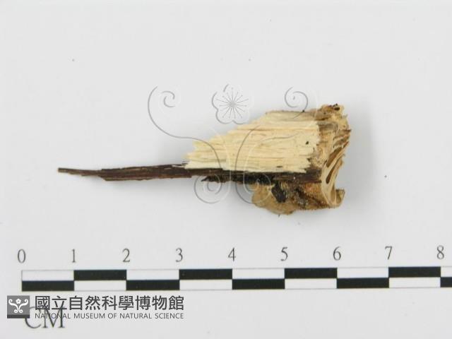 登錄號:F0001981藏品圖，第4張