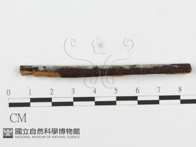 登錄號:F0014981藏品圖，第4張
