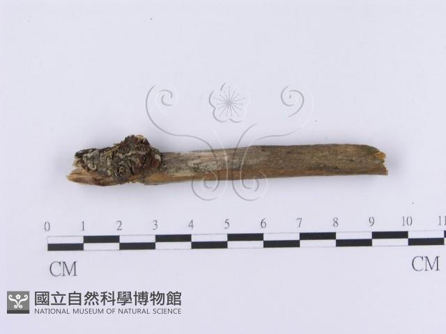 Accession Number:F0002981 Collection Image, Figure 4, Total 4 Figures