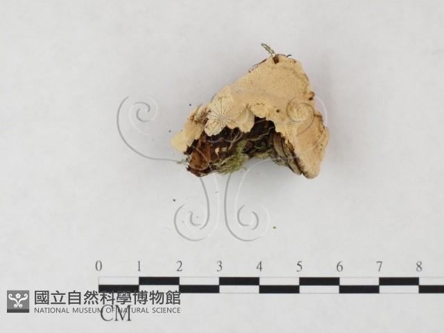 登錄號:F0005981藏品圖，第4張