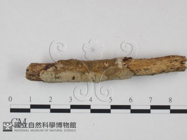 館號:F0021681藏品圖，第4張