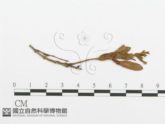 登錄號:F0011681藏品圖，第4張