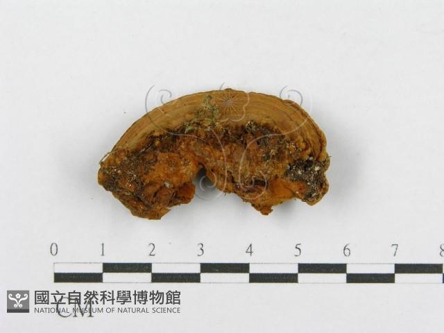 木層孔菌屬藏品圖，第4張