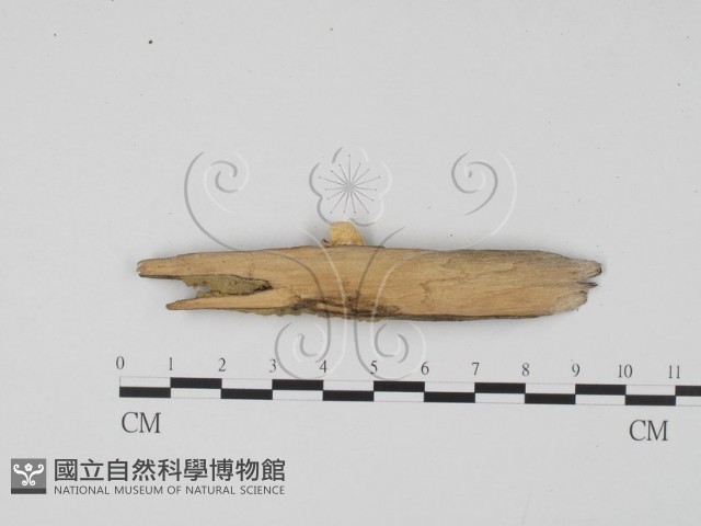 登錄號:F0007681藏品圖，第4張