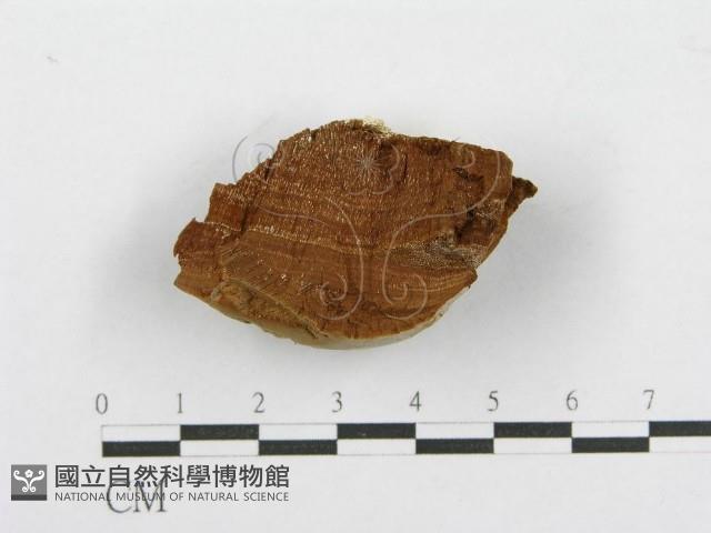 登錄號:F0017681藏品圖，第4張